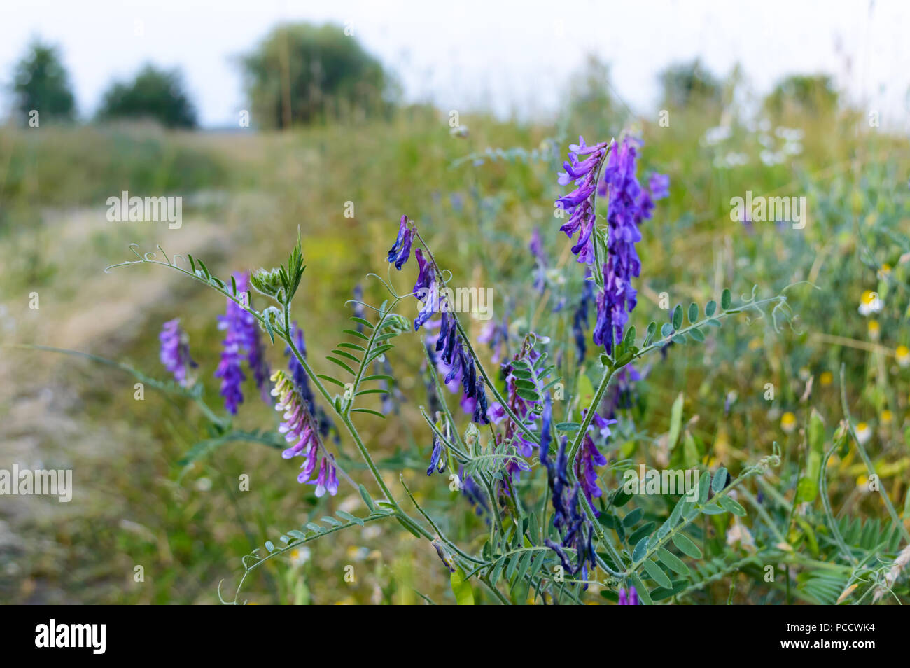 Meadow flowers along the steppe road. Selective focus Stock Photo