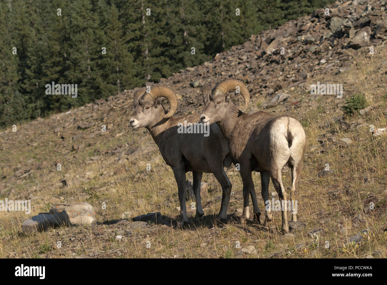 Pair of bighorn sheep on firm footing of slope in Canadian Rockies of Alberta, Canada.  Wildlife viewing from Highway 40 on road trip. Stock Photo