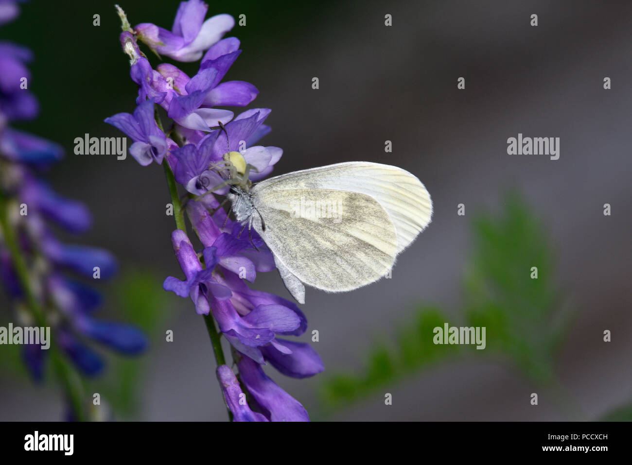 Wood White Butterfly (Leptidea sinapis) adult caught by crab spider ...