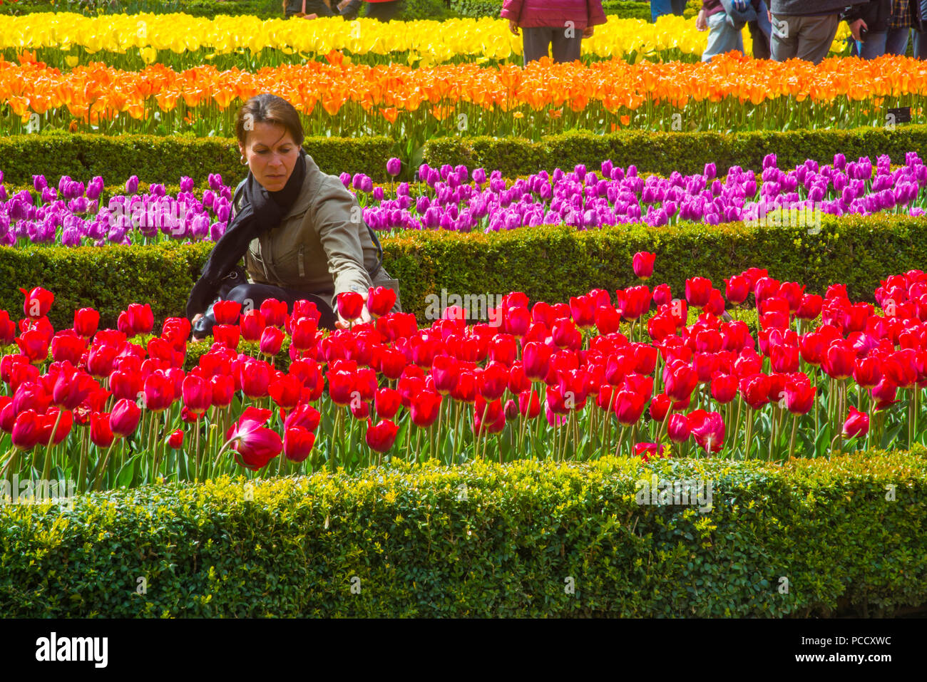 Woman in the tulip garden. Royal Botanical Garden, Madrid, Spain. Stock Photo