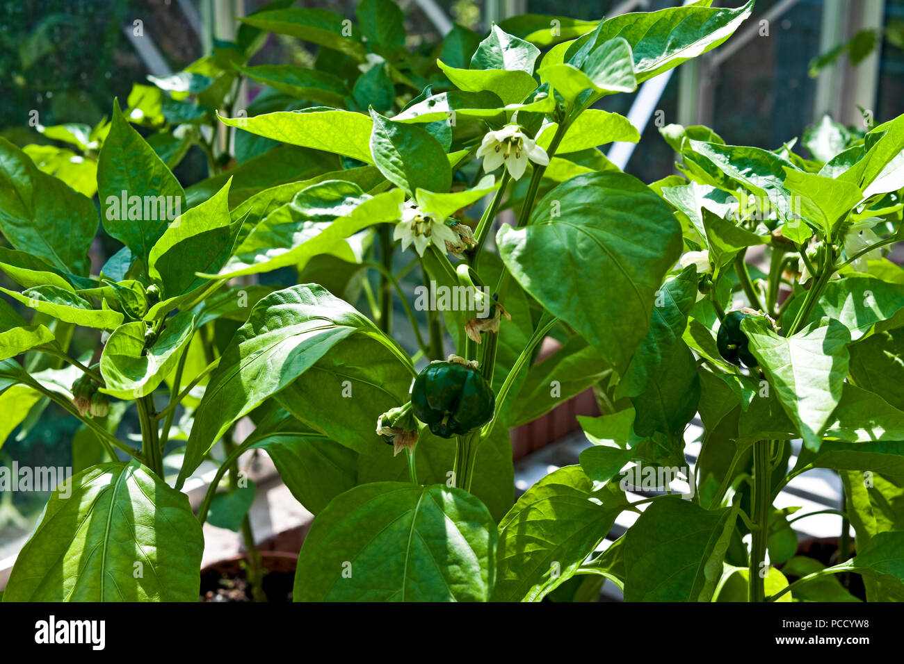 Close up of young green sweet pepper peppers plant plants growing in pots in greenhouse in summer England UK United Kingdom GB Great Britain Stock Photo