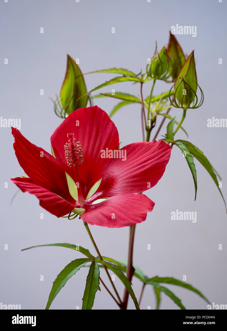 Hibiscus coccineus, beautiful bright red flower, aka scarlet rosemallow, Texas star, brilliant hibiscus, and scarlet hibiscus. Stock Photo