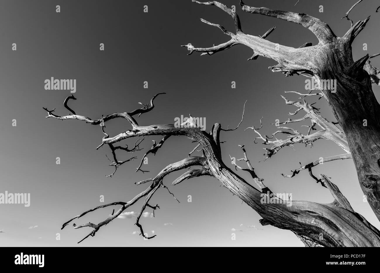 Dead tree in the desert. Concept image of global warming. Dry area without rain. Stock Photo