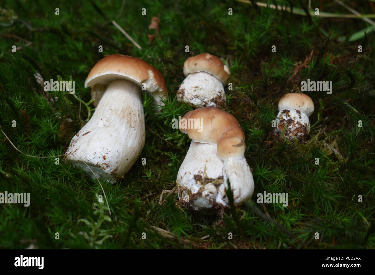 German mushrooms hires stock photography and images Alamy