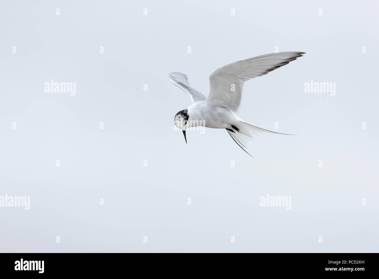Juvenile arctic tern hovering over a beach in arctic Svalbard Stock Photo