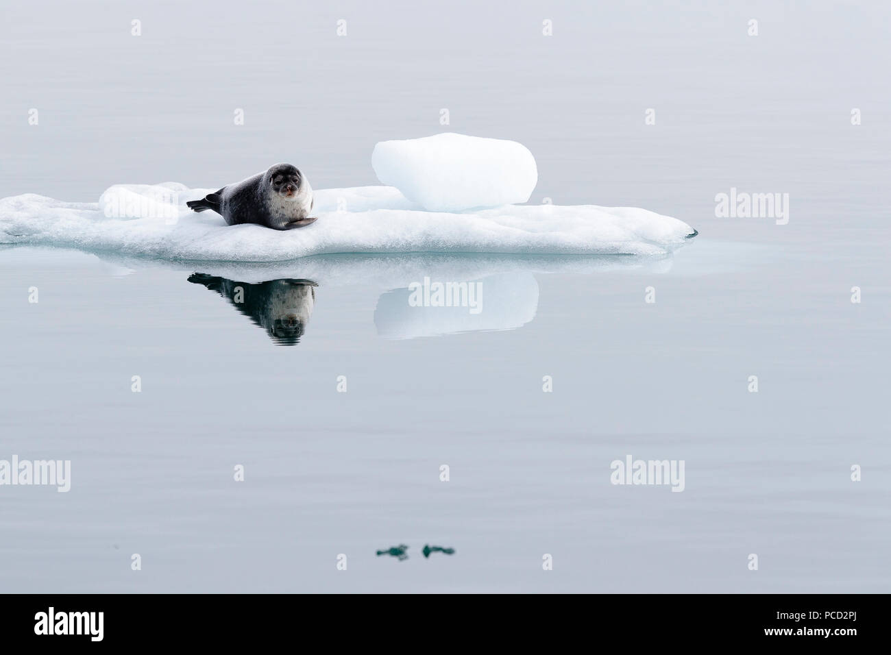 Hooded seal hauled out on ice in Svalbard Stock Photo