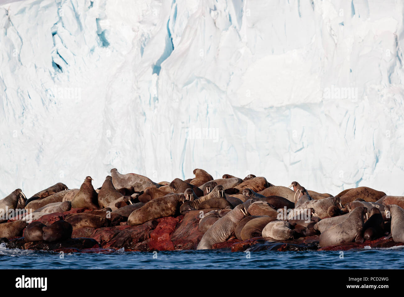 Walrus colony hauled out on rocks in front of a glacier in Svalbard Stock Photo