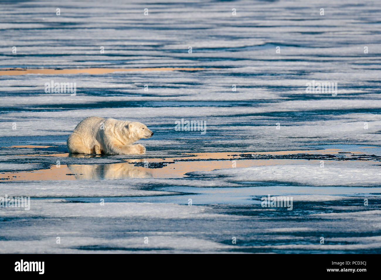 Polar bear in Svalbard Stock Photo
