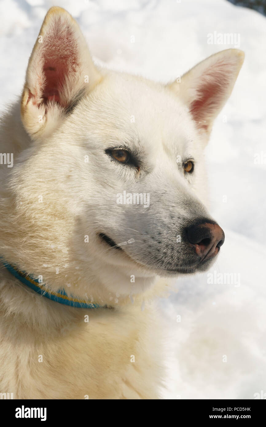 Close-up head shot of husky dog, Hercules, Husky Farm, Torassieppi, Lapland, Northern Finland, Europe Stock Photo