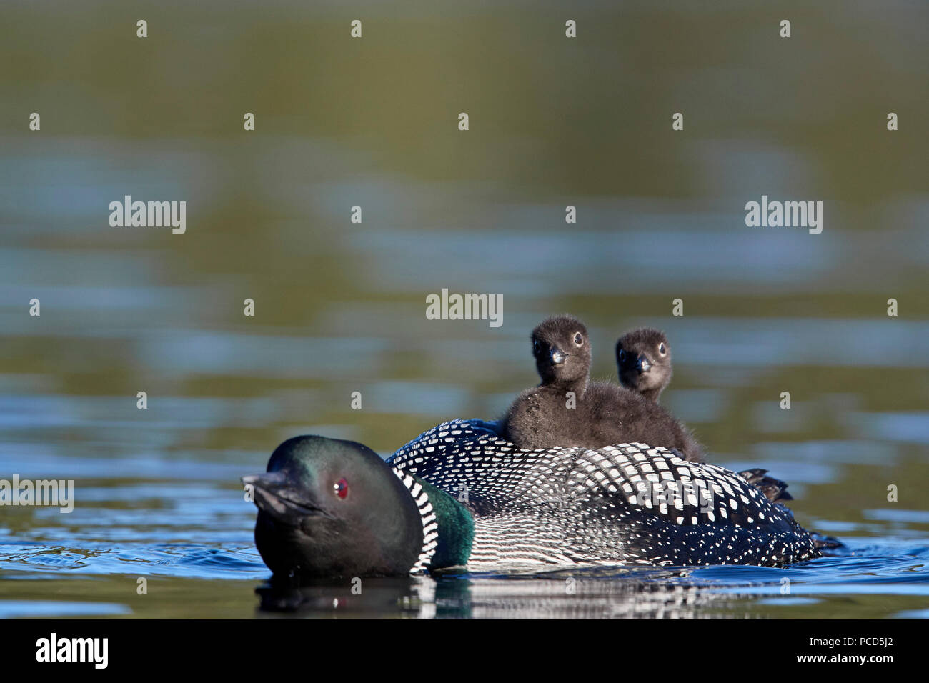 Common Loon (Gavia immer) adult with two chicks on its back, Lac Le Jeune Provincial Park, British Columbia, Canada, North America Stock Photo