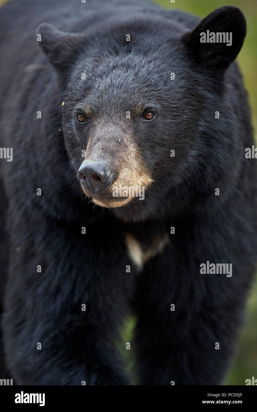 Black Bear (Ursus americanus), Jasper National Park, Alberta, Canada, North America Stock Photo