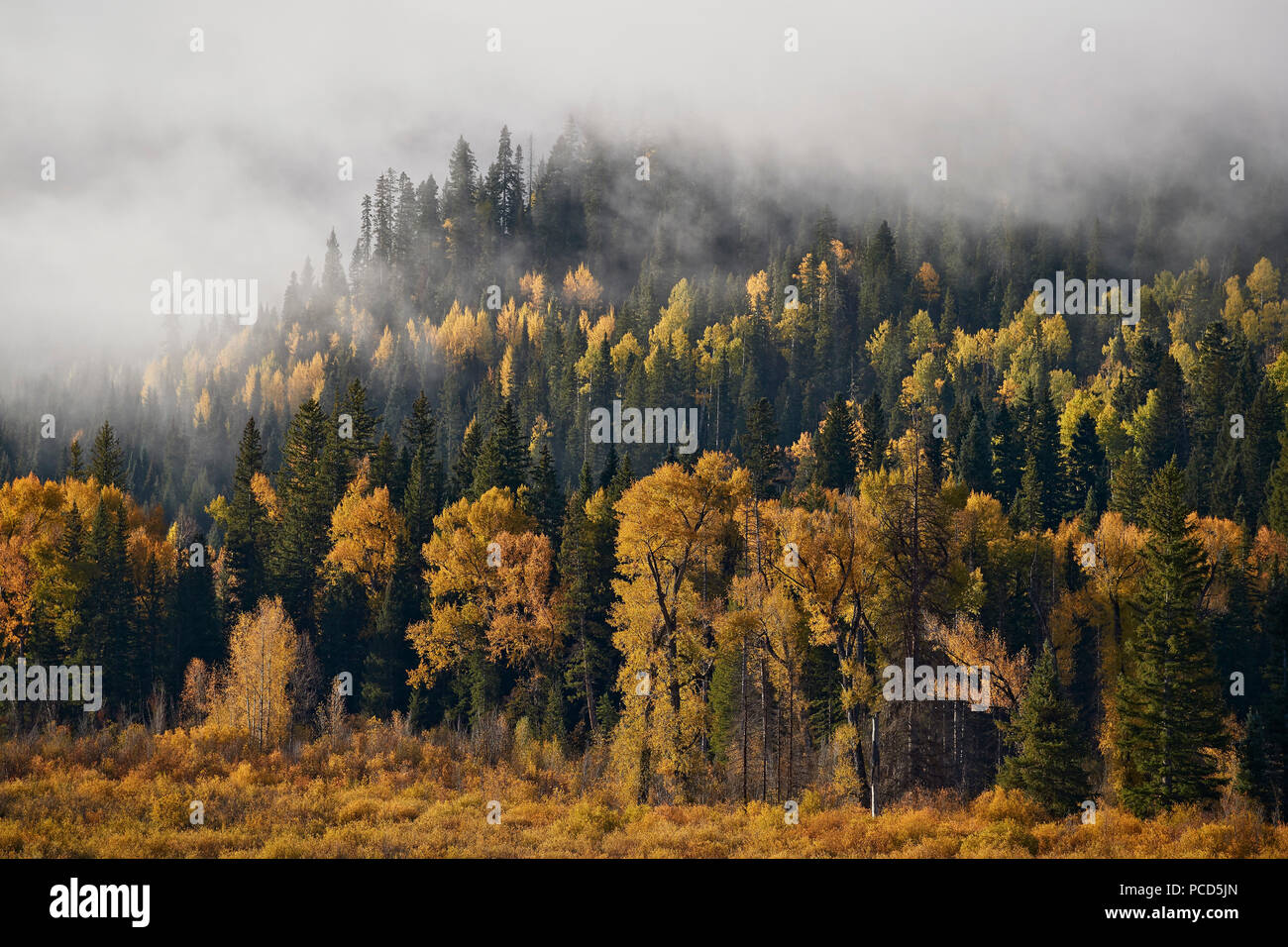 Yellow aspens and cottonwoods in the fall with fog, Uncompahgre National Forest, Colorado, United States of America, North America Stock Photo