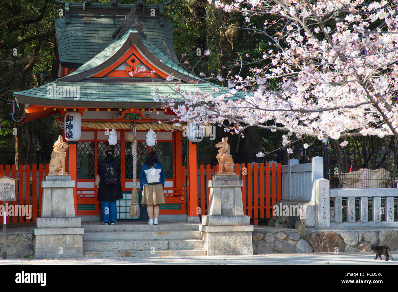 Cherry blossom at Ikuta Jinja shrine, Kobe, Kansai, Japan, Asia Stock Photo