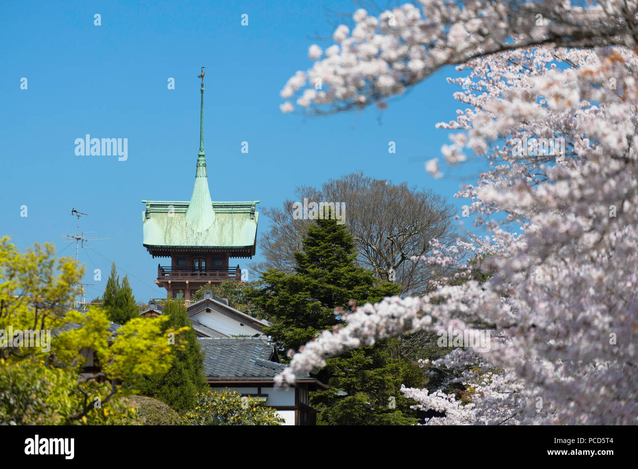Cherry blossom along lane of Southern Higashiyama and Daiunin temple, Kyoto, Kansai, Japan, Asia Stock Photo