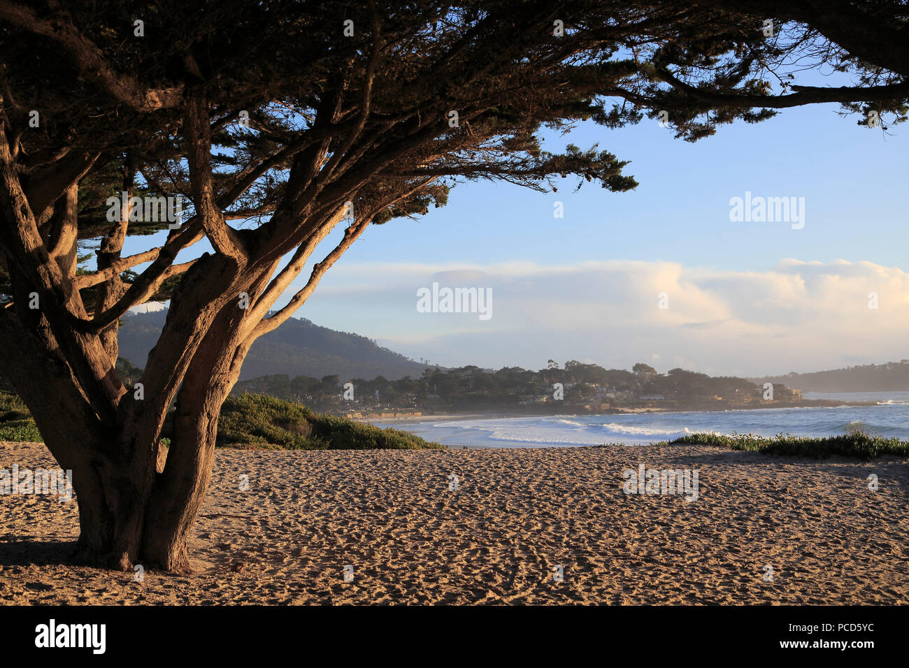 Beach, Carmel by the Sea, Monterey Cypress (Cupressus Macrocarpa) tree, Monterey Peninsula, Pacific Ocean, California, USA, North America Stock Photo