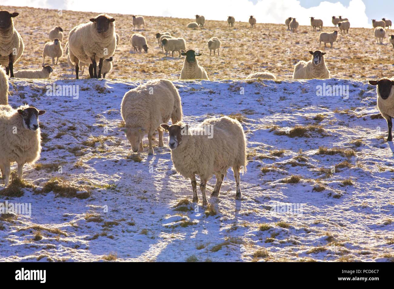 Sheep on a snow covered hillside, Sussex, England, United Kingdom, Europe Stock Photo