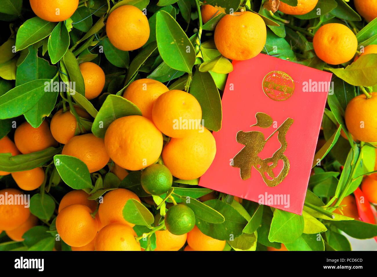 Chinese New Year kumquat trees with Lai See Red Envelopes, Hong Kong, China, Asia Stock Photo