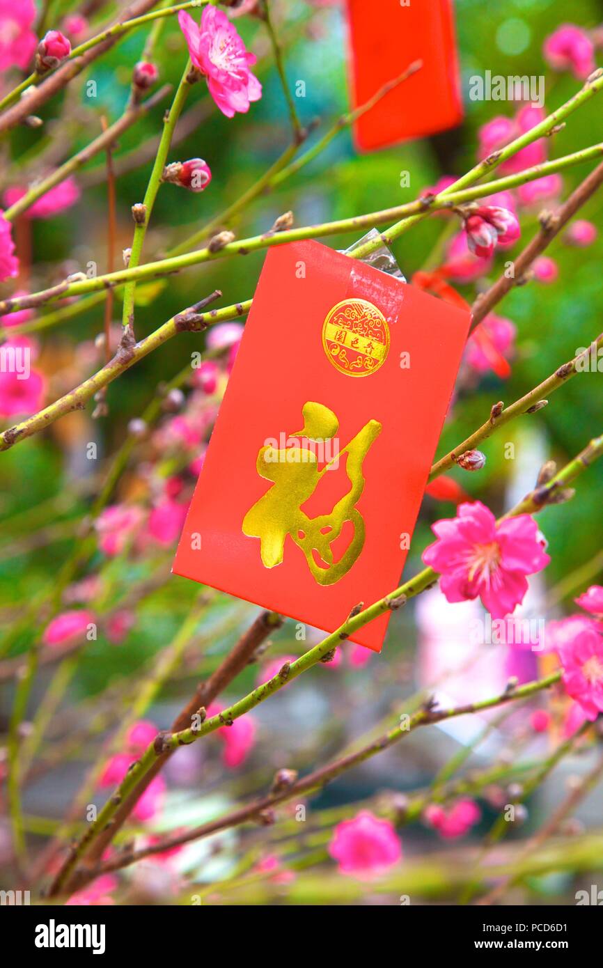 cherry-blossom-trees-with-lai-see-red-envelopes-for-chinese-new-year