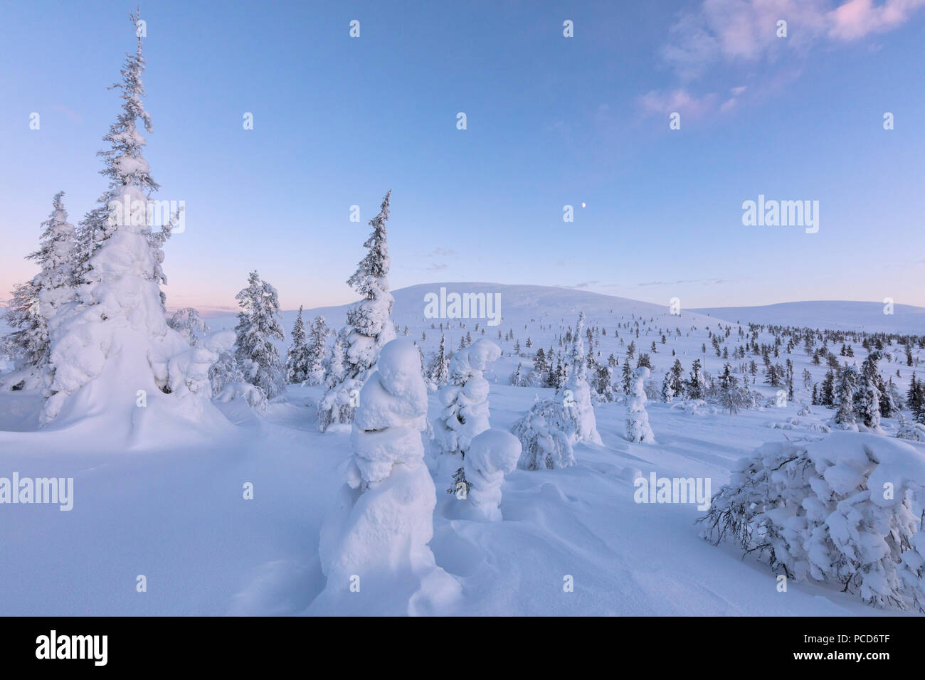 Frozen dwarf shrub and trees, Pallas-Yllastunturi National Park, Muonio, Lapland, Finland, Europe Stock Photo