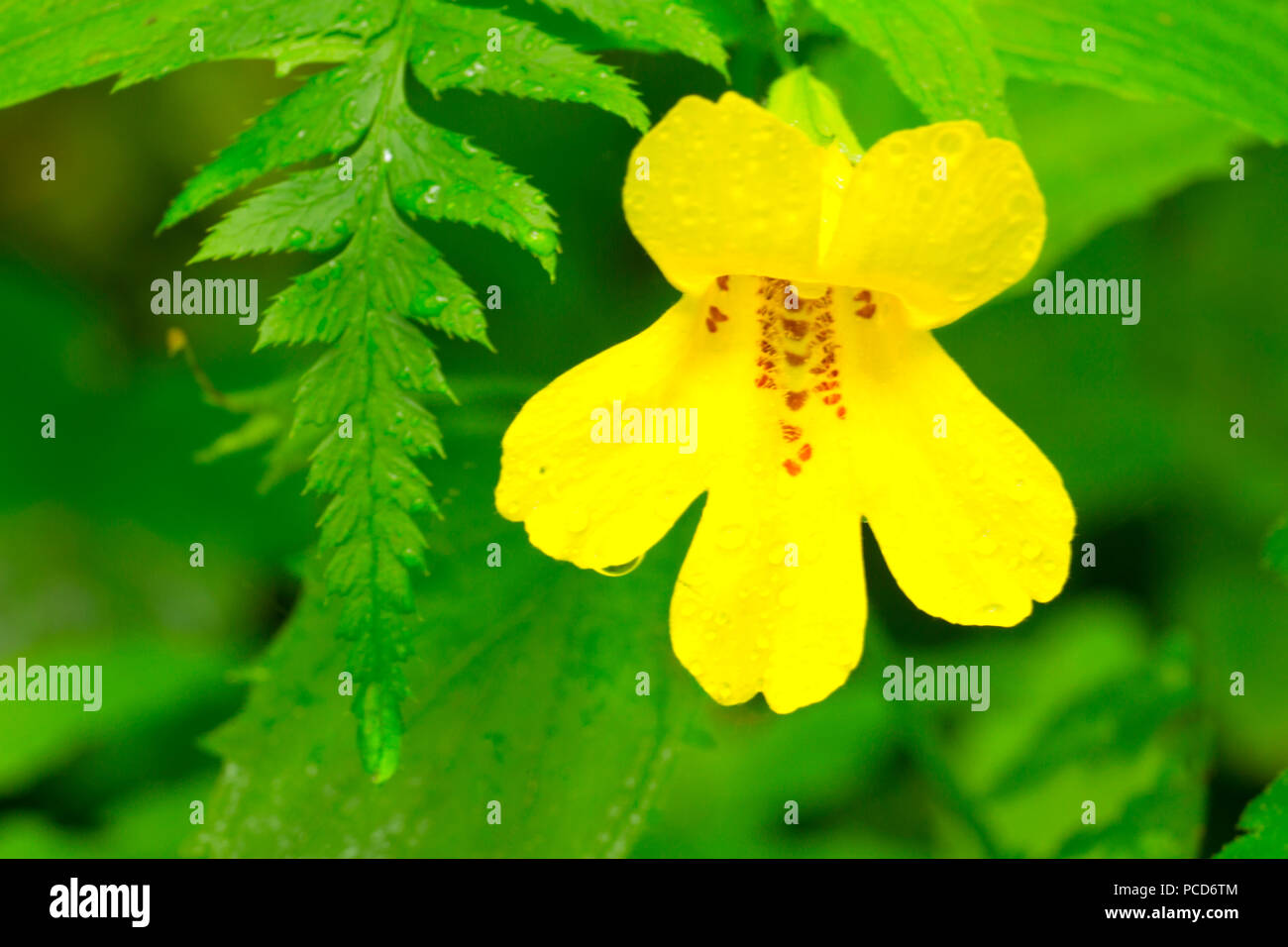 Monkey flower along Bloom Lake Trail, Clatsop State Forest, Oregon
