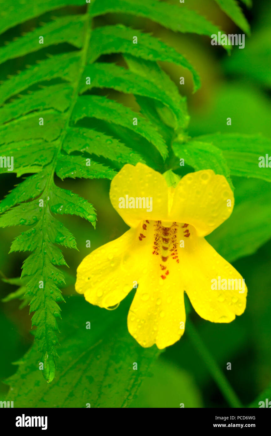 Monkey flower along Bloom Lake Trail, Clatsop State Forest, Oregon