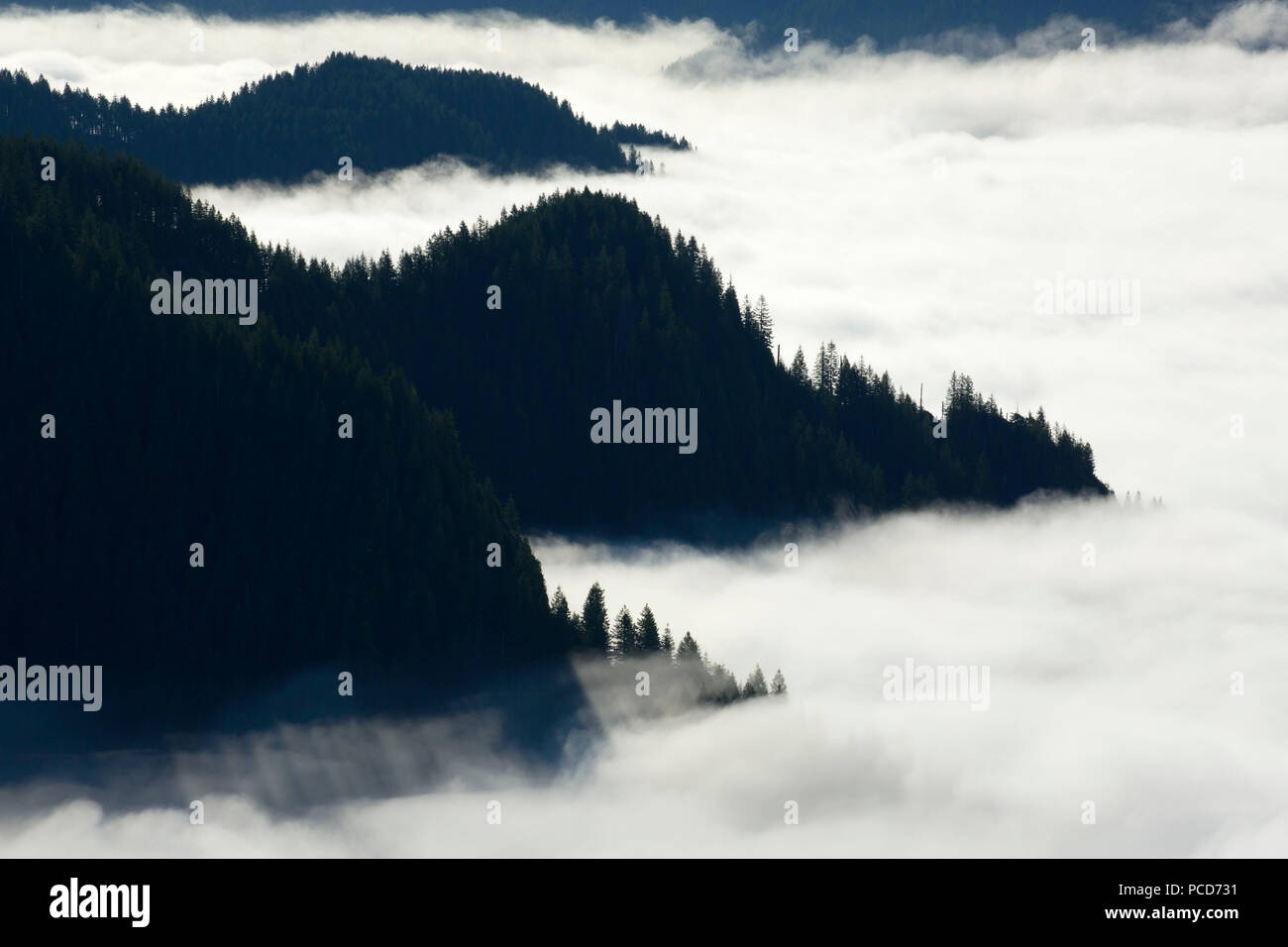 Fog from Kings Mountain Trail, Tillamook State Forest, Oregon Stock Photo