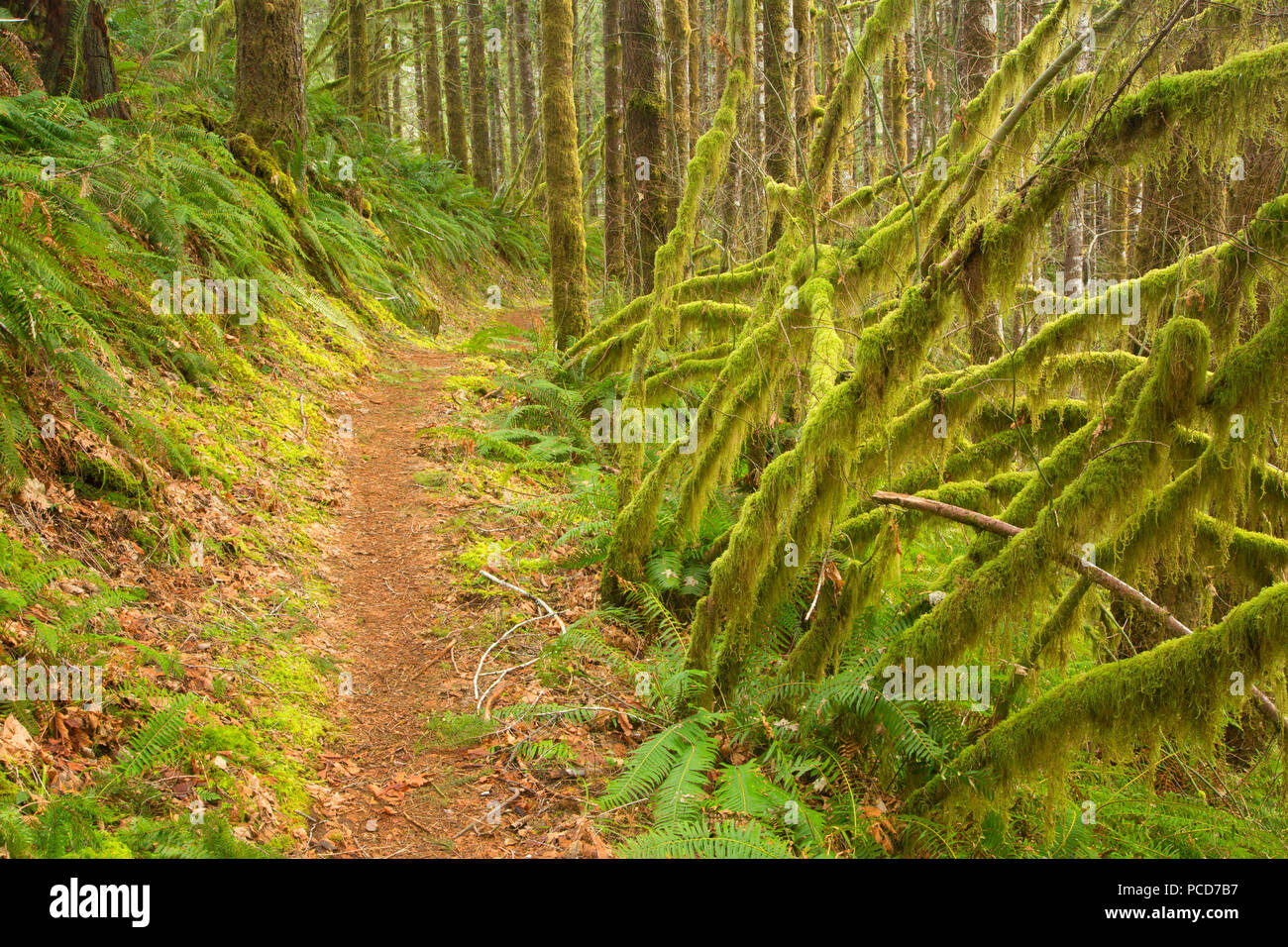 Wilson River Trail, Tillamook State Forest, Oregon Stock Photo