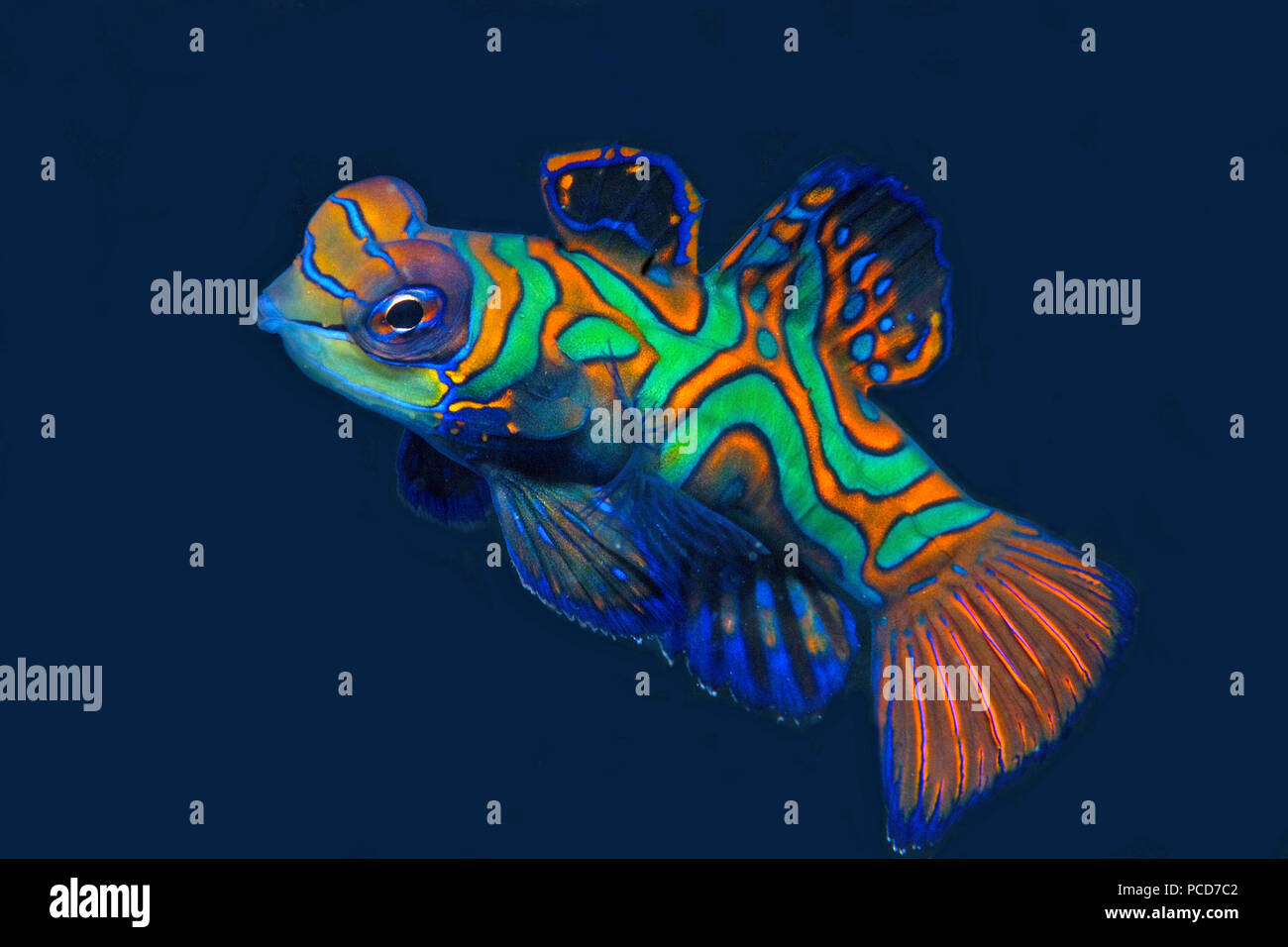 Mandarin-Leierfisch (Synchiropus splendidus), Yap, Mikronesien | Mandarinfish or mandarin dragonet (Synchiropus splendidus), Yap islands Micronesia Stock Photo