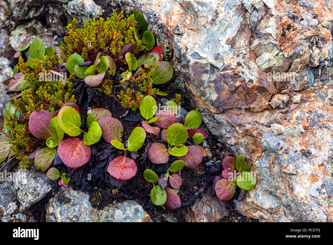 Green moss on rocks close up. Mountain landscape. Amazing beautiful ...