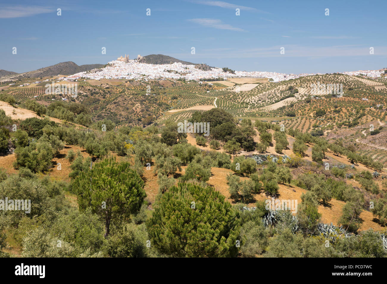 Typical Andalucian landscape with olive groves and white town of Olvera, Cadiz Province, Andalucia, Spain, Europe Stock Photo