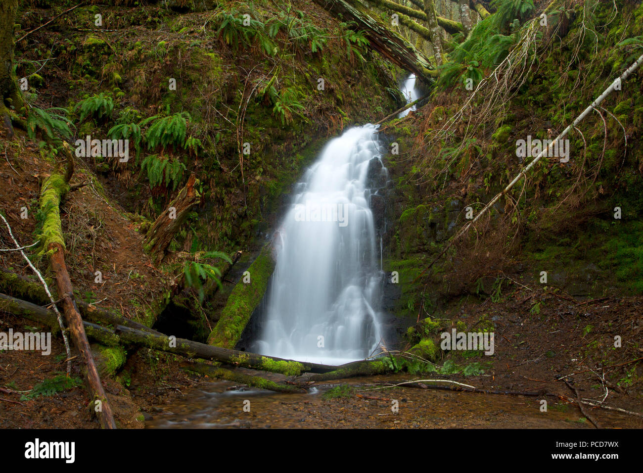 Fern Rock Creek Falls, Tillamook State Forest, Oregon Stock Photo