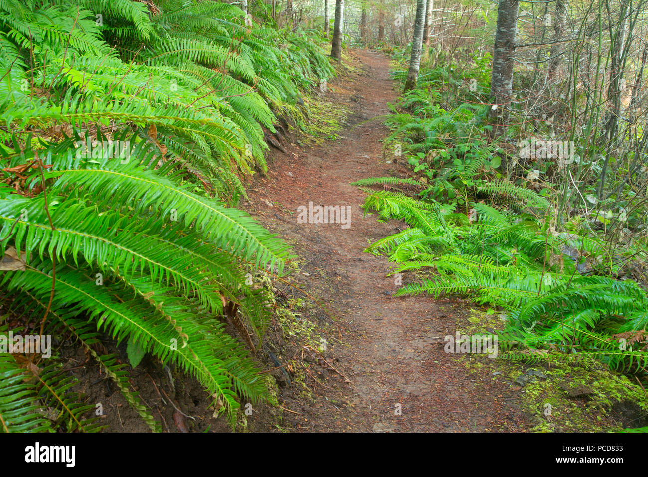 Triple C Trail, Tillamook State Forest, Oregon Stock Photo