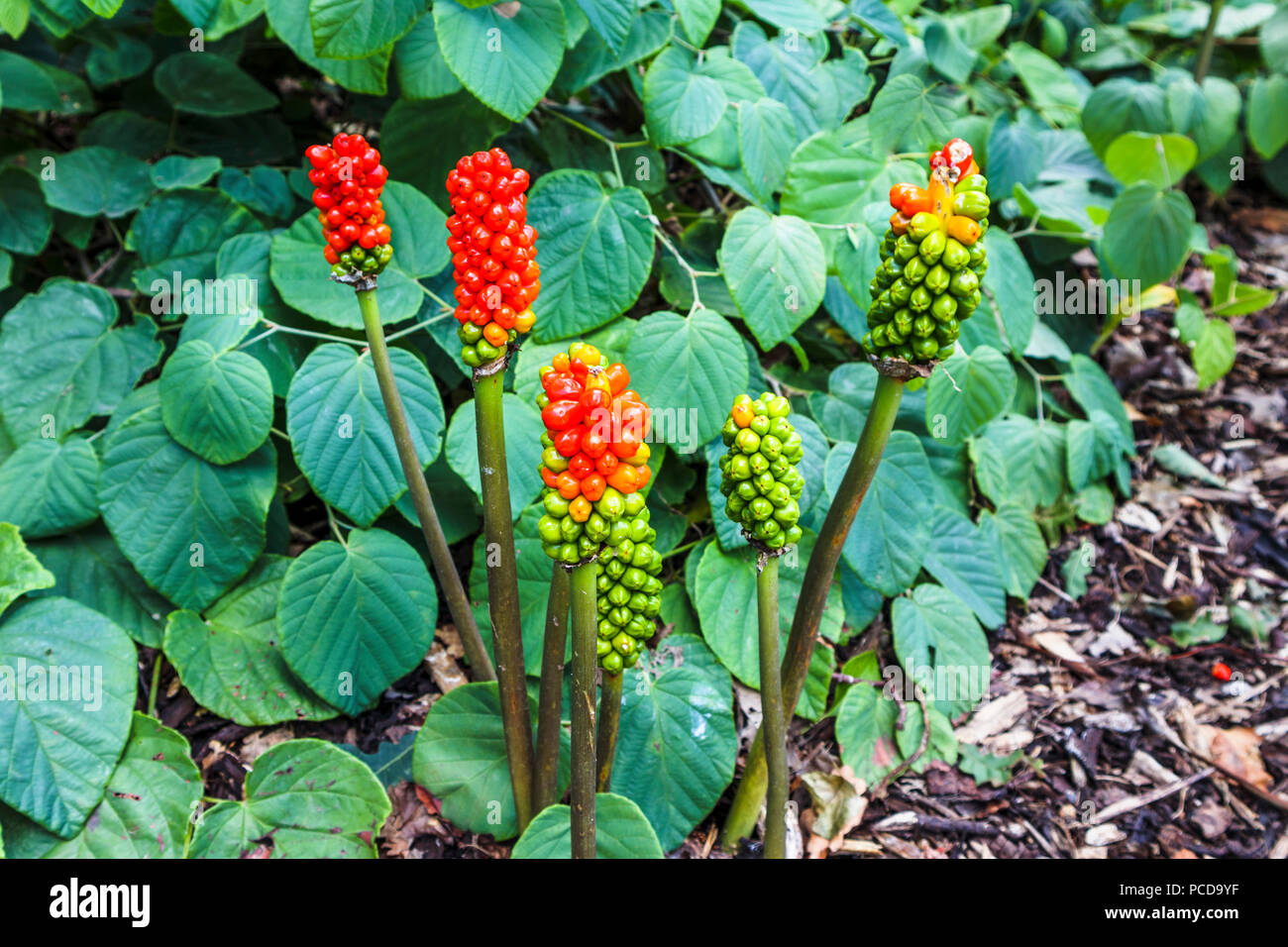Red and green berries of Arum italicum 'Marmoratum' growing in Royal Horticultural Society (RHS) Gardens, Wisley in summer Stock Photo