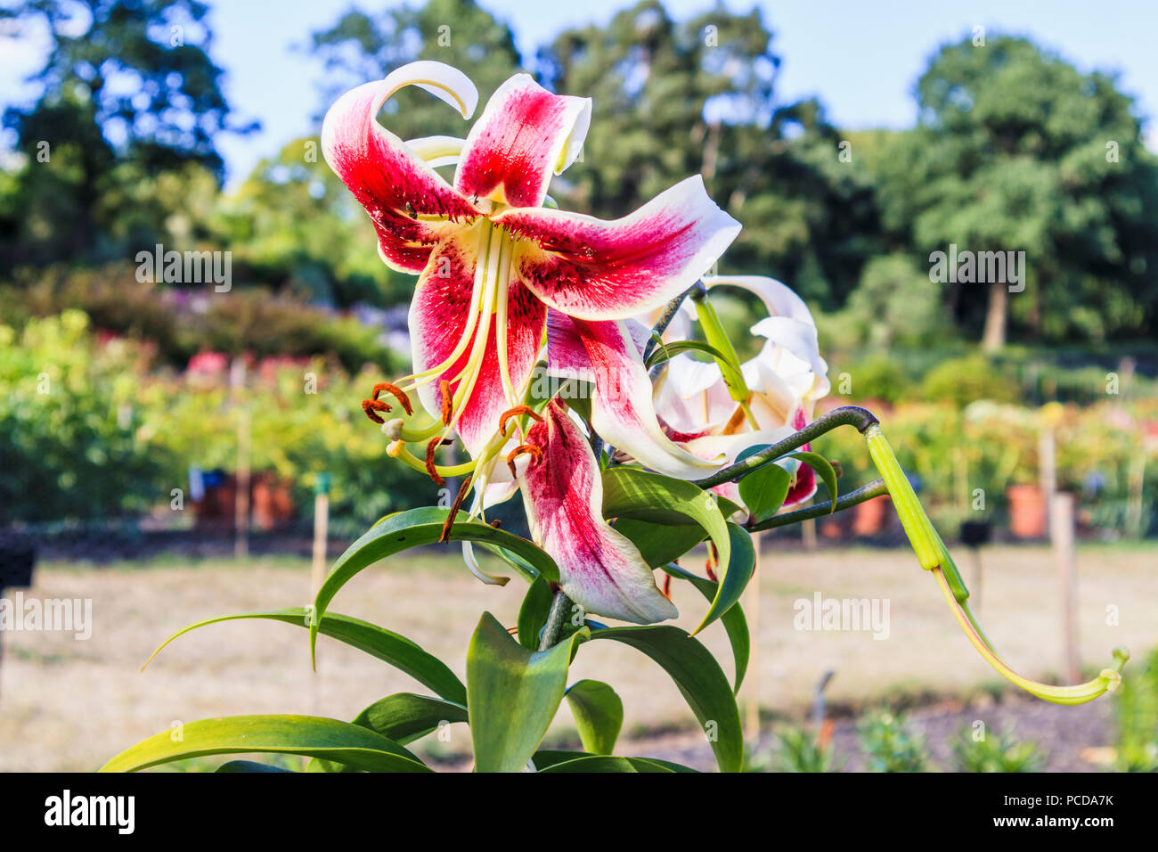 Lilium 'Leslie Woodriff' in the trial of lilies in the Trials Field at the Royal Horticultural Society (RHS) Gardens, Wisley in summer Stock Photo