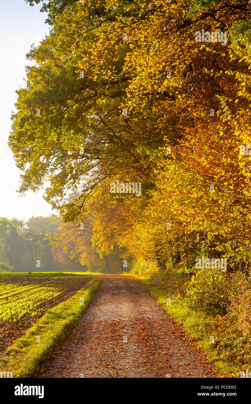 Way through autumnal  forest and fields Stock Photo