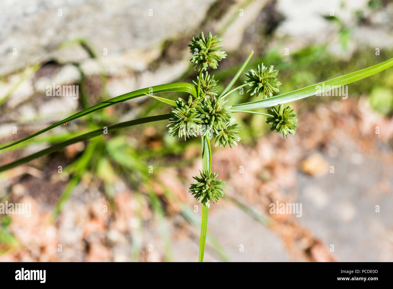 Smallflower umbrella-sedge (Cyperus difformis) Stock Photo