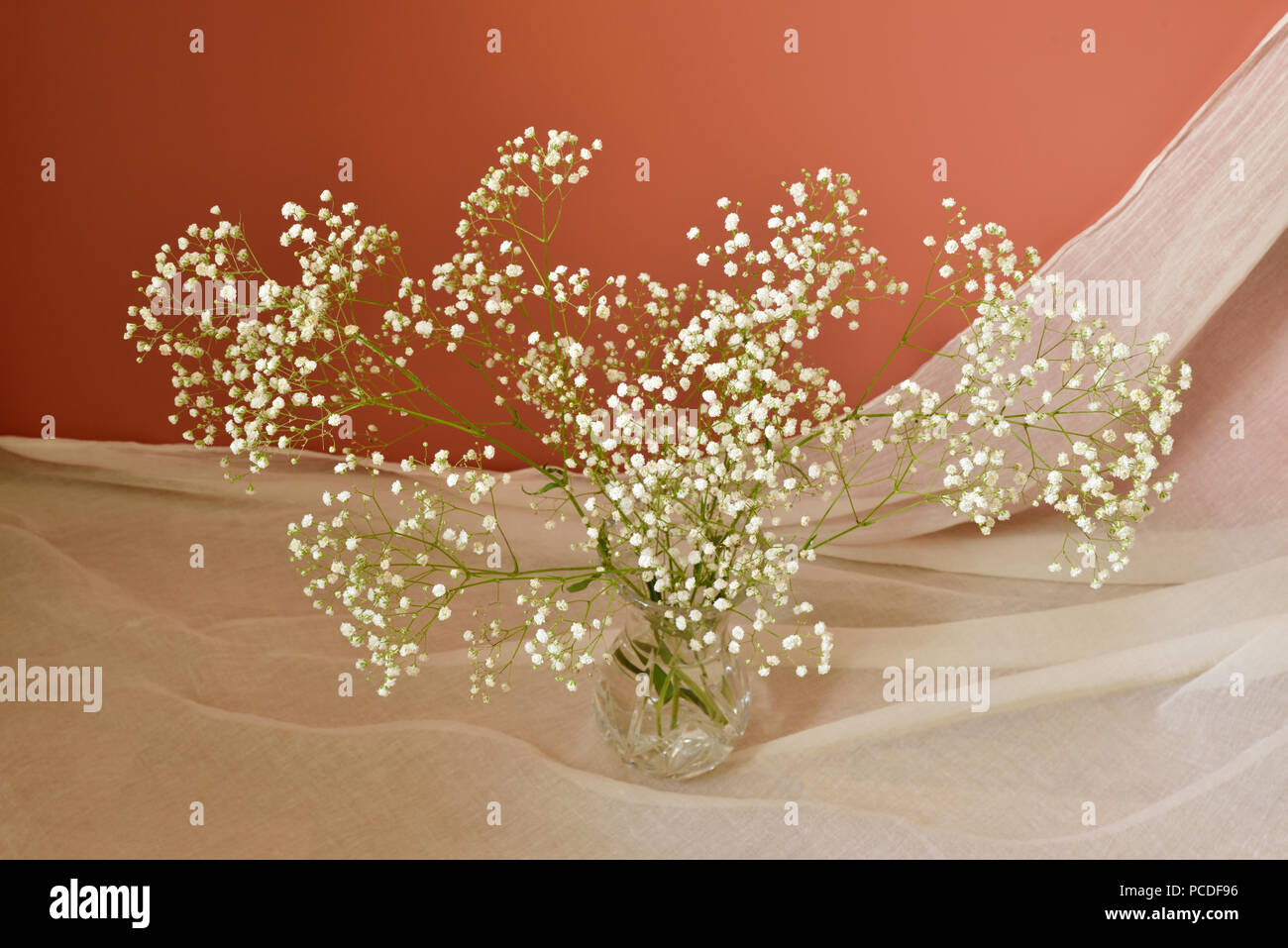 Gypsophila in a glass vase on muslin against a terracotta background