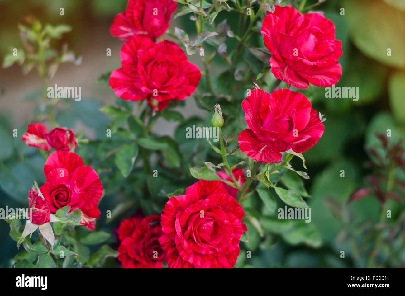 beautiful red roses in the garden, bright colors, beautiful wallpaper ...