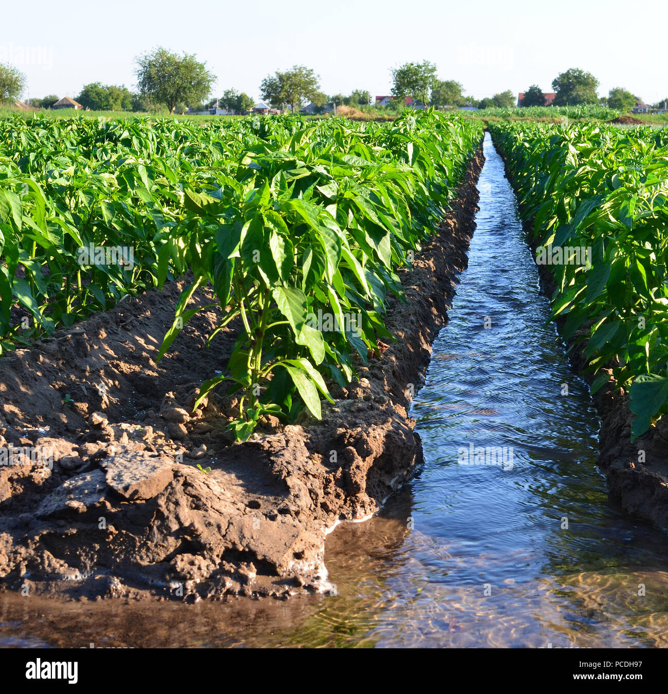 watering of agricultural crops, countryside, natural watering, village