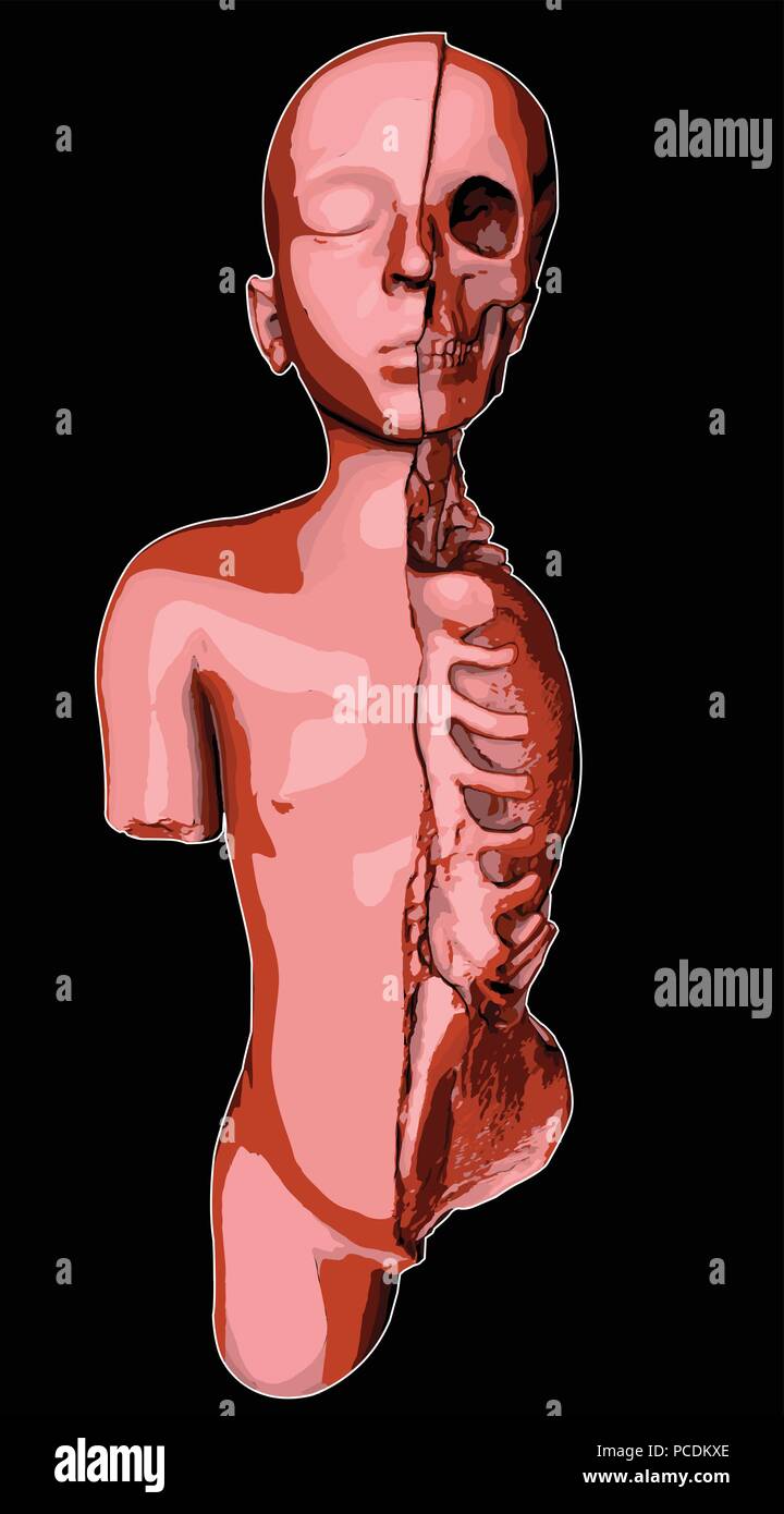 Drawing of a dissected child, anatomical study of a child, internal organs and 3d section Stock Vector