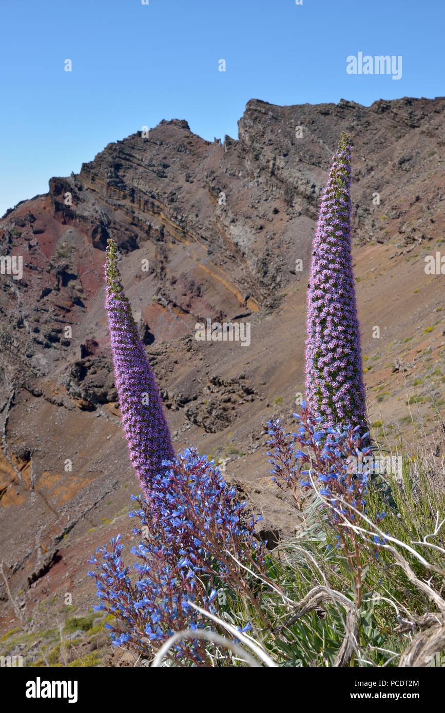 Echium wildpretii on the Rim of Caldera de Taburiente, La Palma, Canary Islands, Spain Stock Photo