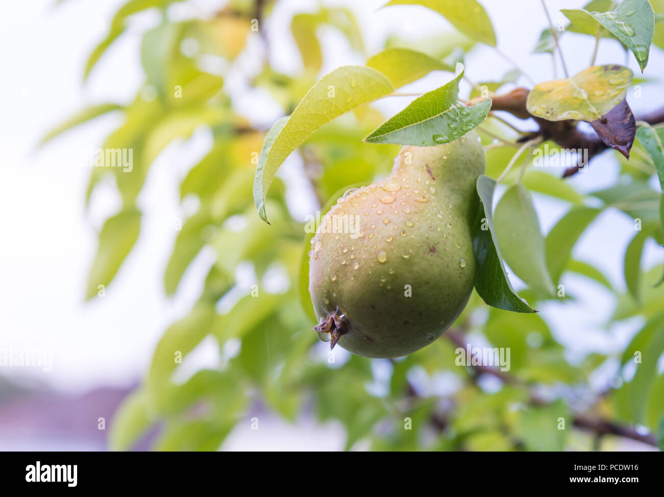 A Fresh vibrant pear hanging from a tree after rain. A pear with water droplets on it, with plants and leaves in the background. Stock Photo