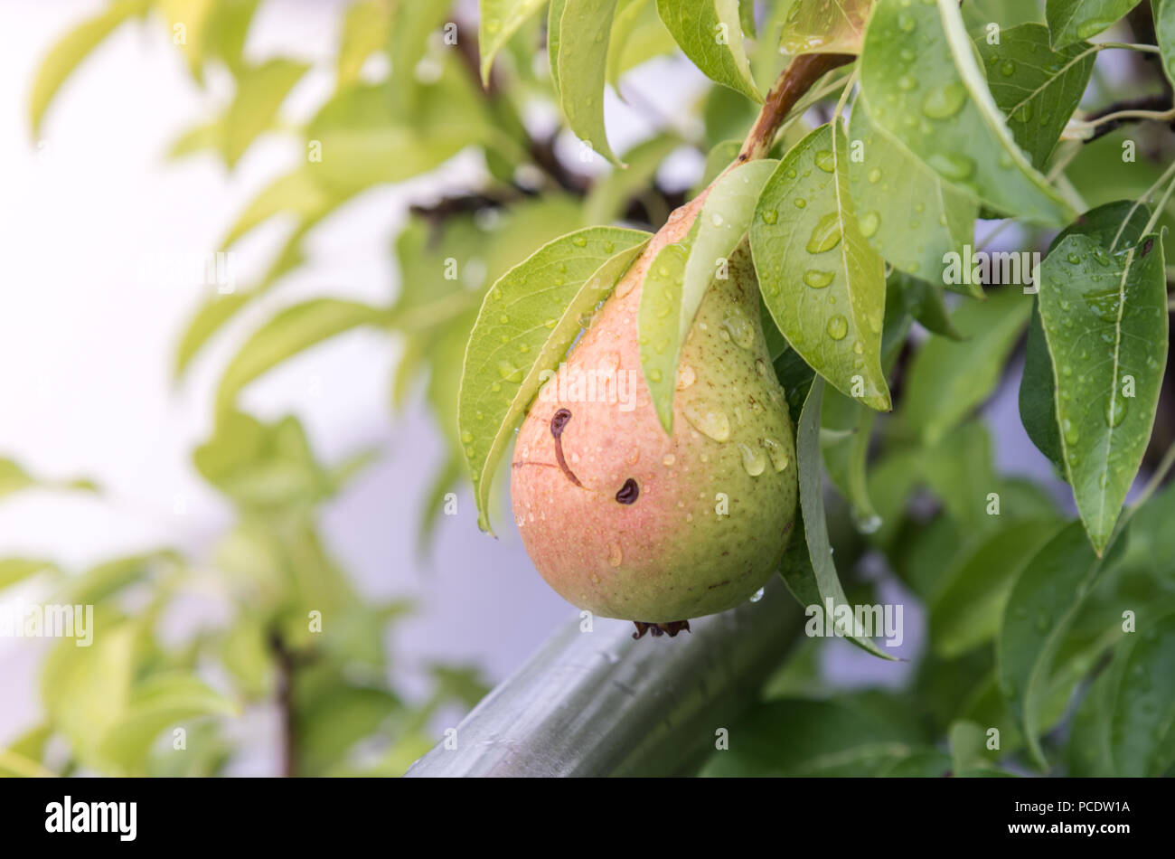 A Fresh vibrant pear hanging from a tree after rain. A pear with water droplets on it, with plants and leaves in the background. Stock Photo