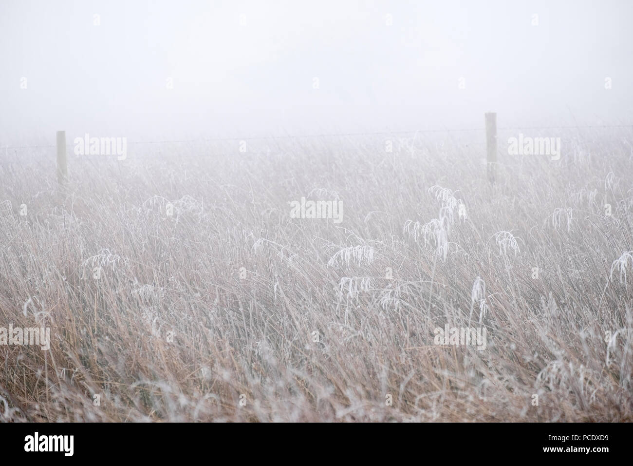 Frost covers frozen, long grasses near a fence on a cold, misty winter morning in the Washburn Valley, Nidderdale AONB, North Yorkshire. Stock Photo