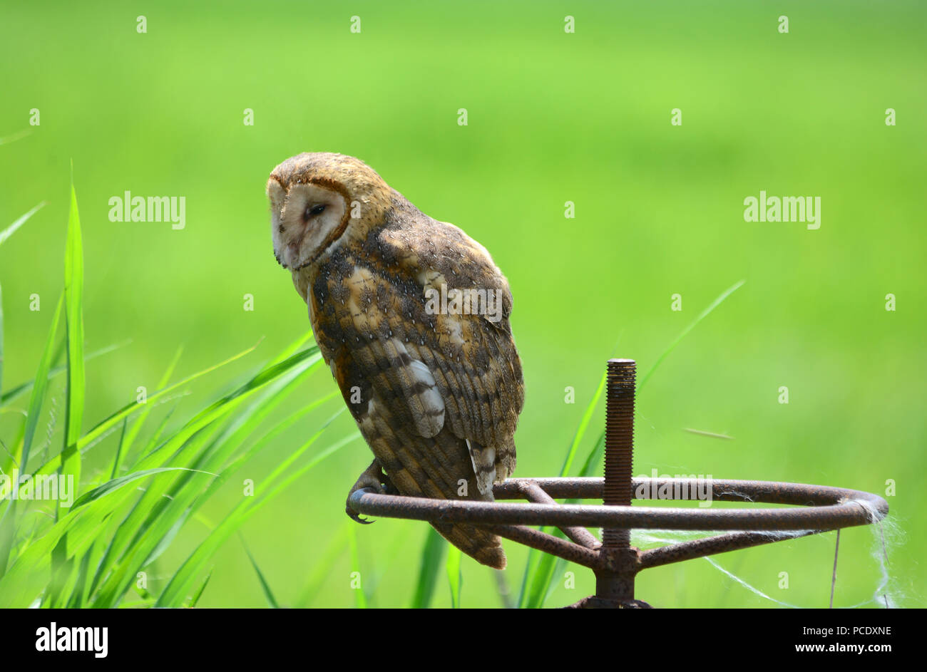 Beautiful Barn Owl out during the day and perched on an old river dam