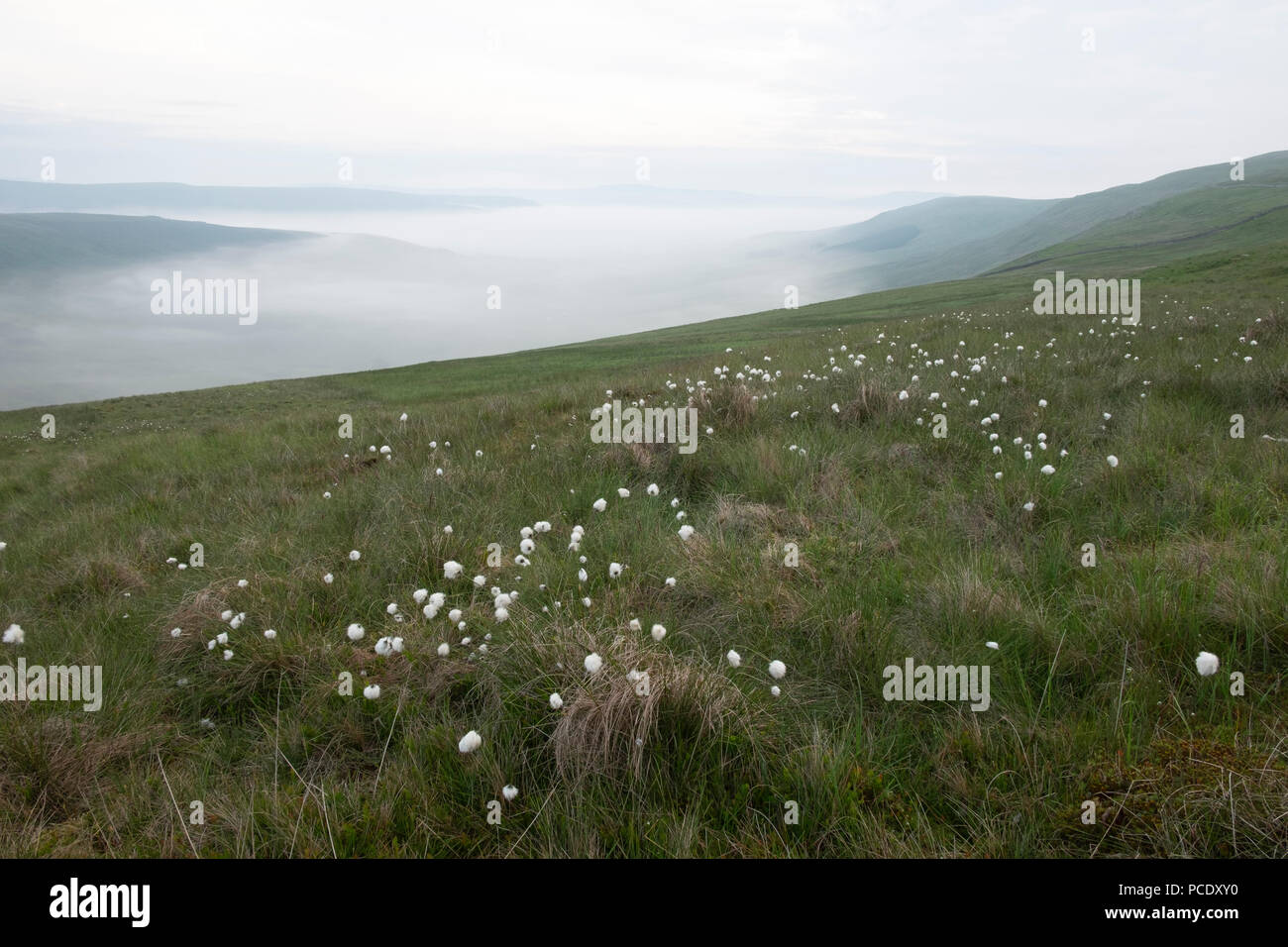 A Late spring morning near in the Yorkshire Dales. Cotton grass grows high on the hill side as inverted cloud has settled in the valley below. Stock Photo