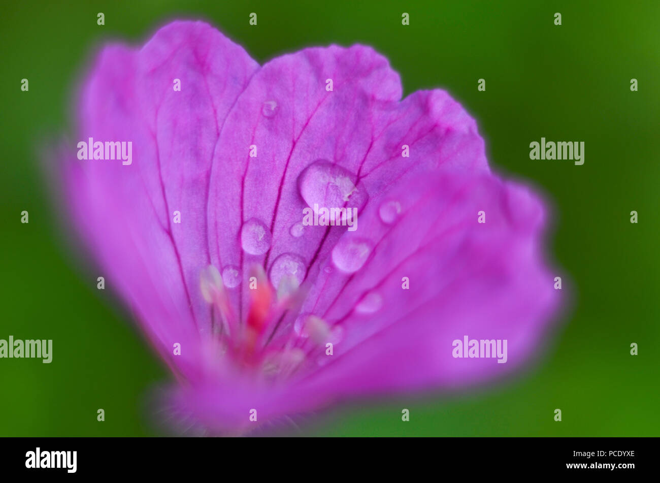 Purple blooming Spiraea salicifolia flowers. Natural background Stock Photo
