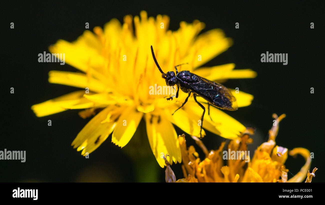 A macro shot of a berberis sawfly waiting on a yellow flower. Stock Photo