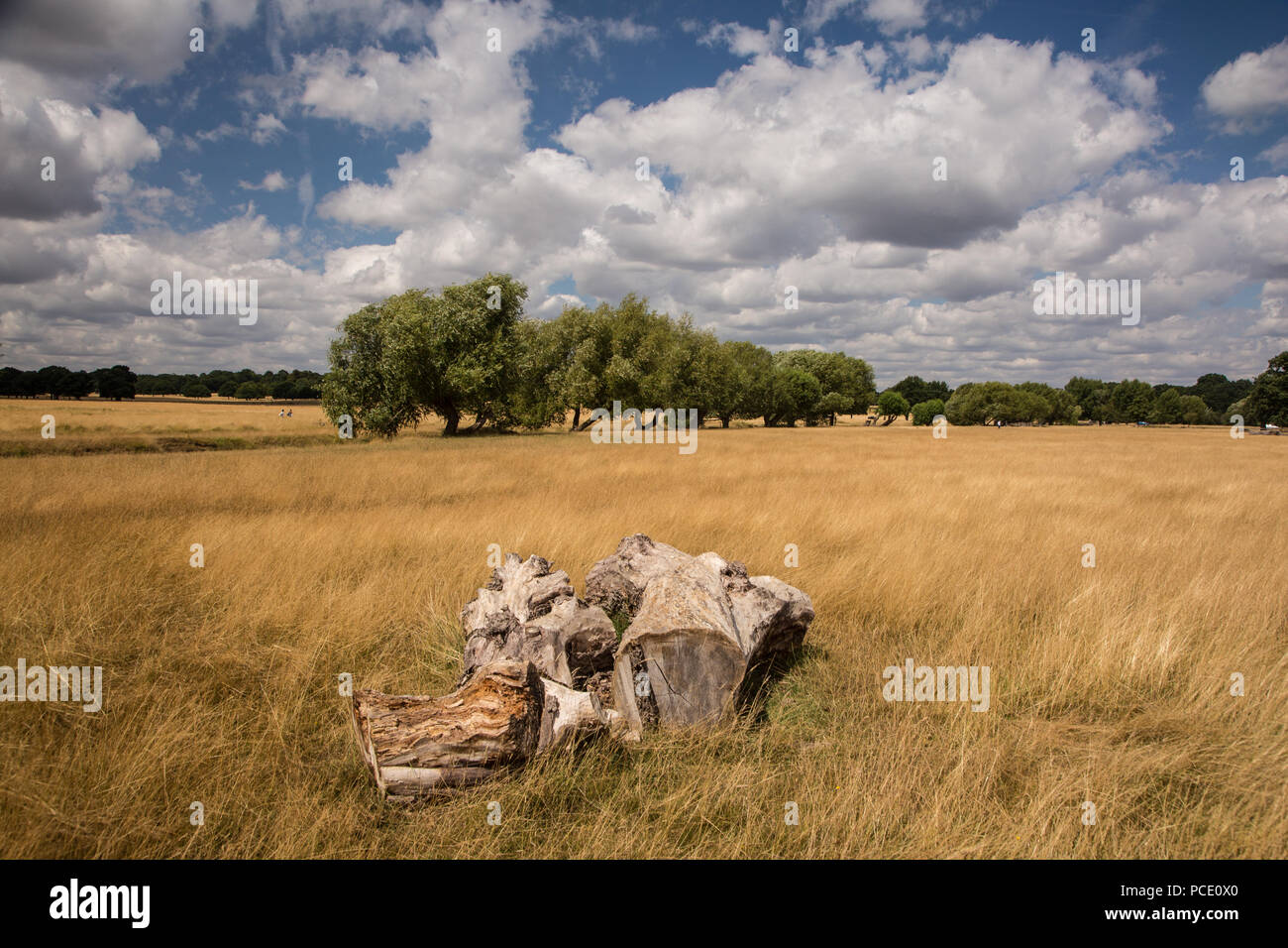 Richmond Park showing scorched grass due to the heat Stock Photo