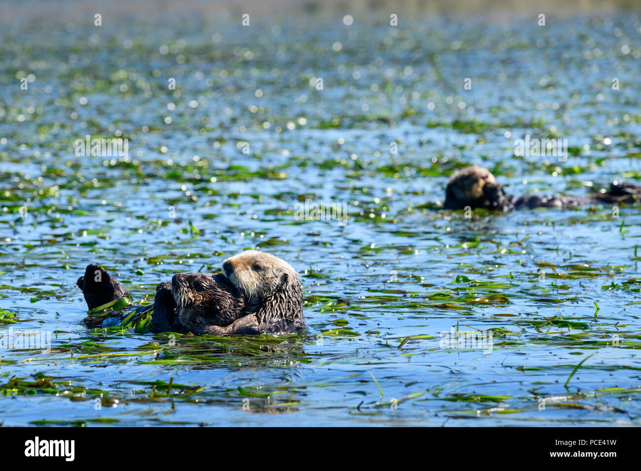 Sea Otters and pups play in the Elkhorn Slough at Moss Landing, California in the spring. This area is a great area for wildlife viewing. Stock Photo